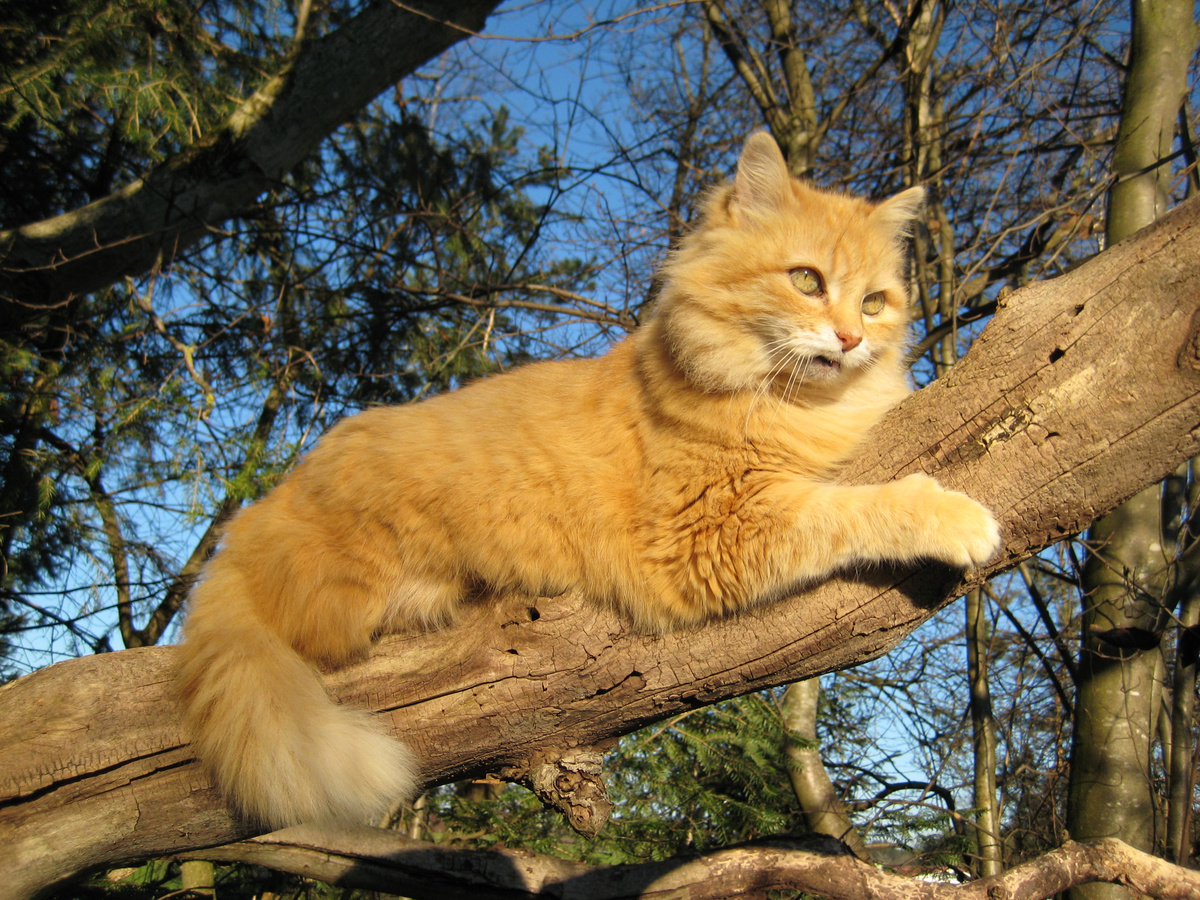 Training für Kristallpfote  Katze-auf-Baum