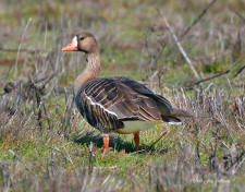 geese WhitefrontedGees-113xyw_small1