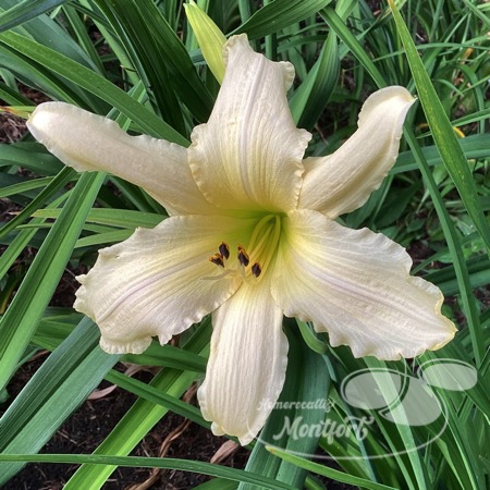 Hemerocallis Montfort 2023 U345