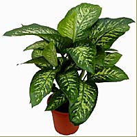 نبات الدفنباخيا:    Dieffenbachia   90