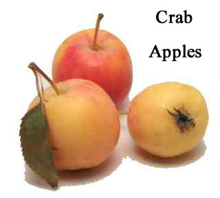 I am.... A, B, C Wyrt-crabapple