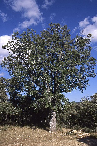 Flora y Fauna - Página 16 Foto_quercus_faginea_01