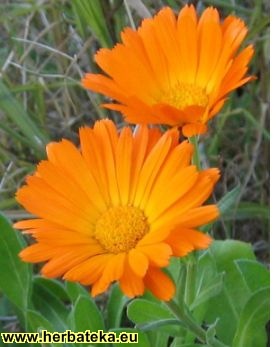 Neven Calendula