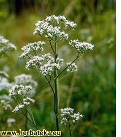 Macina trava Valeriana