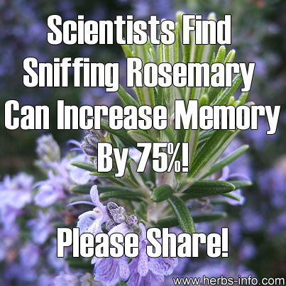 Scientists Find Sniffing Rosemary Can Increase Memory by 75% Scientists-Find-Sniffing-Rosemary-Can-Increase-Memory-By-75-Percent