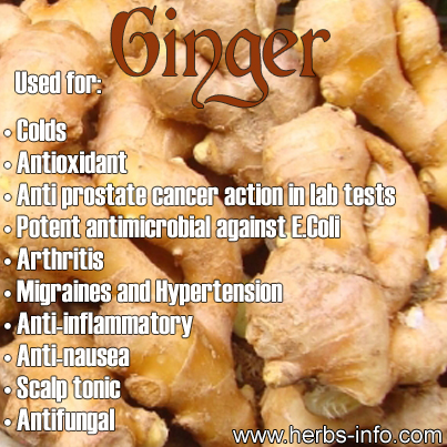 MEDICINE WHEEL: Ginger: 10,000x Stronger Than Chemo (Taxol) in Cancer Research Model Uses-Of-Ginger