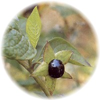 Herbs For Men Herbs_belladonna