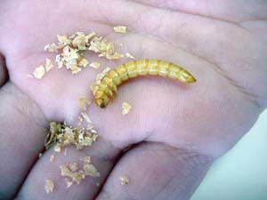 Sauver et s'occuper d'un... Mealworm