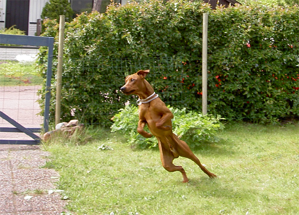 EN PINSCHER R/ EN PINSCHER... Juni182