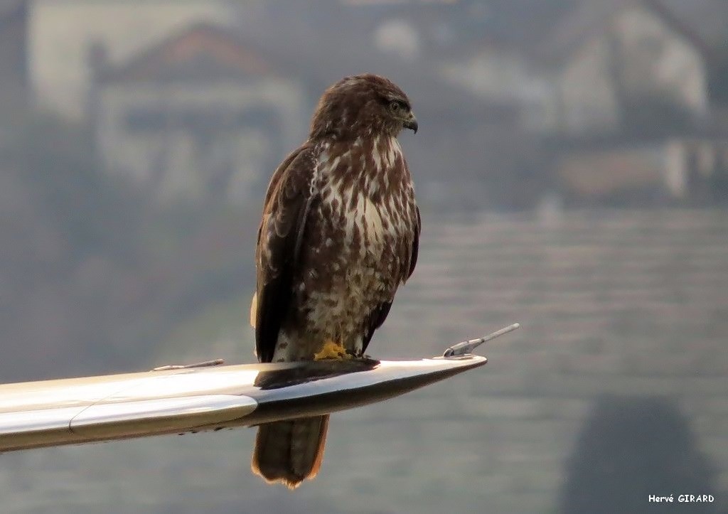 2013 : Un jour de semaine avec un bridge Rapace