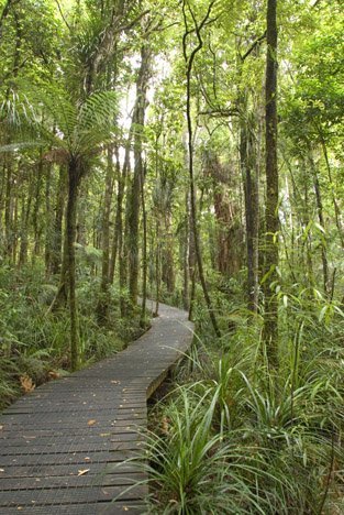 Svi putevi negde vode.... Weg-kauri-forest_3369