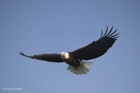 Bewerbung ! Adler-im-flug_6622