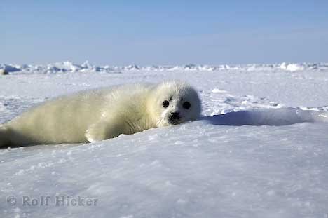 Süße Tierbabys Tierbabys-robben-welpe_7933