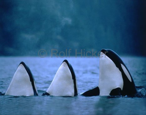 Bilderzählen Drei-orcas-beim-spyhop_4070