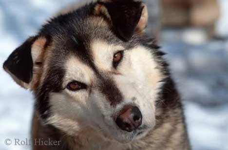 Szahiba ~ butterfly of the deadly ice Husky-hund_4054