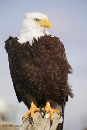 صورة أجمل طائر Bald_eagle_t4830