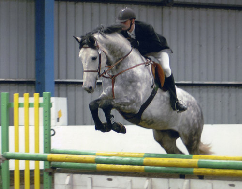 Crocodile Dundy A Zangersheide Stallion Crocf