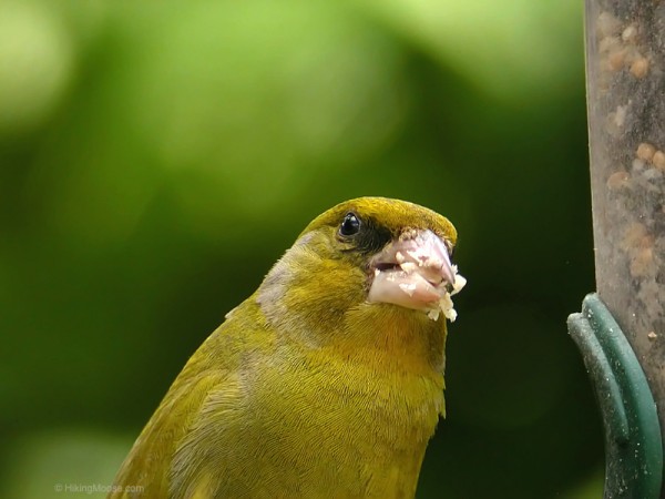 اروع صور طائر الخضري Greenfinch_3_thumb