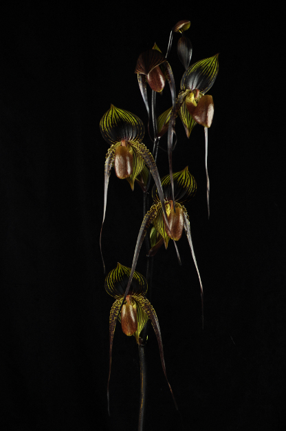 Paphiopedilum adductum Paph.%20Johanna%20Burkhardt%20%27Black%20Hole%27%20FCC-AOS%20