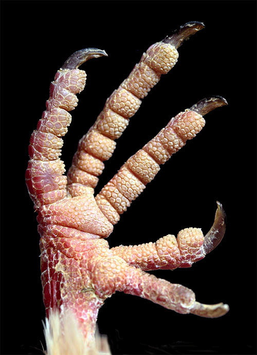 Cool genetic defects - Page 3 DoveMourningPolydactylR01