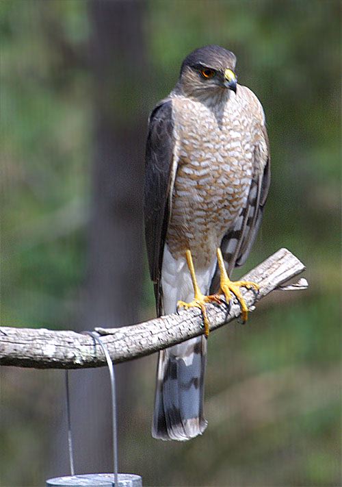 Accipiter striatus HawkSharpShinnedAdult01