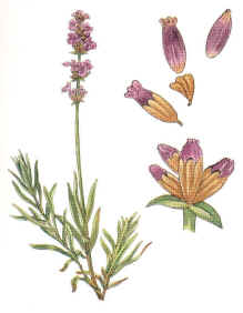 -El espliego (Lavandula spica) Espliego