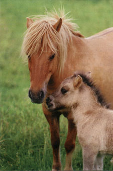 les chevaux a louer pour le moment(poster a la suite) Jument_nouveau_ne_