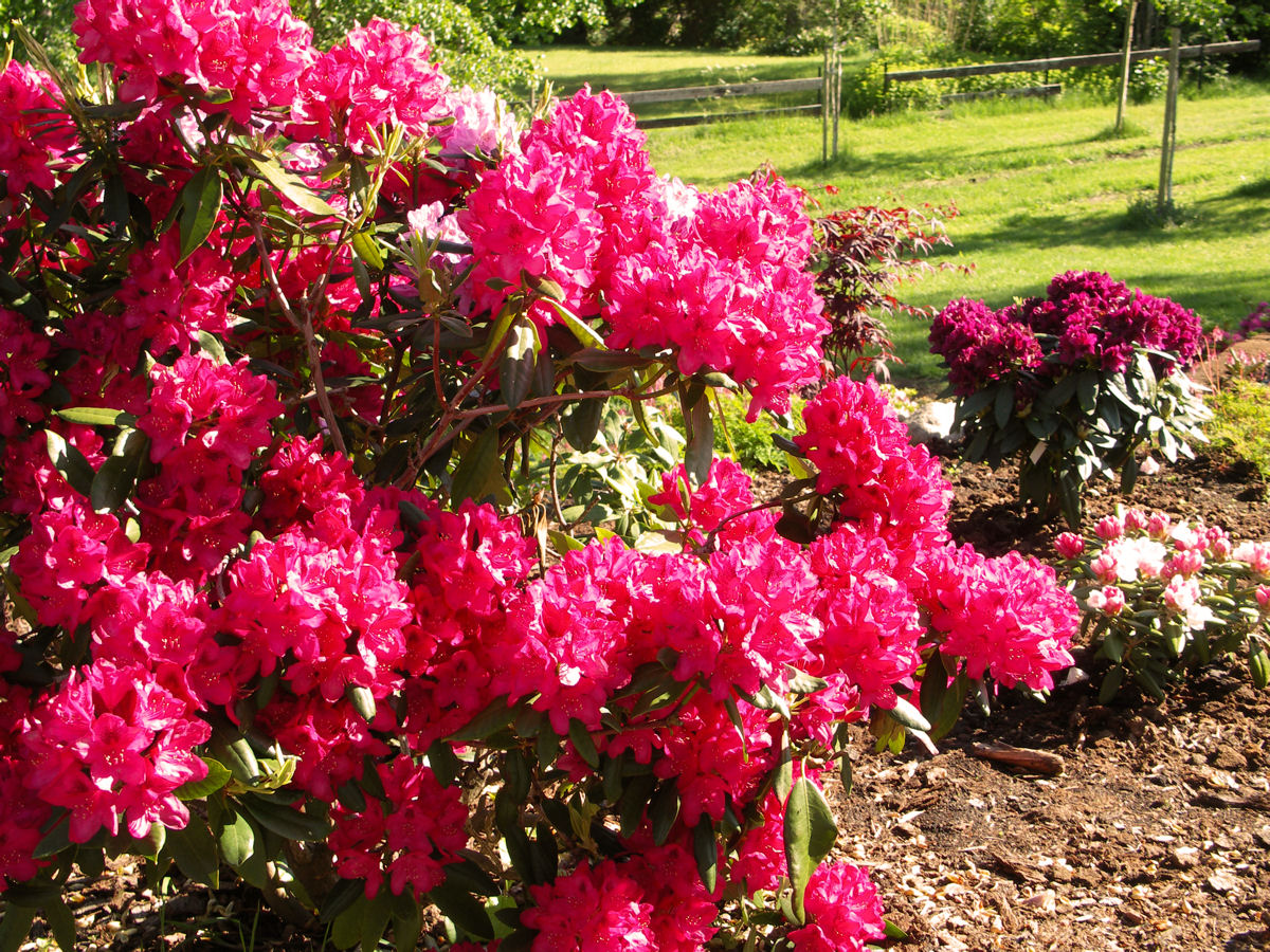 Rhodo en fleur le 30 octobre 1_3