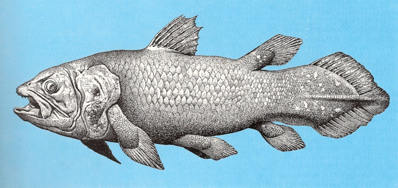 Relicanth  Coelacanthe