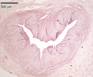 HISTOLOGIA DEL SISTEMA URINARIO Urethra_EF105_2-5x