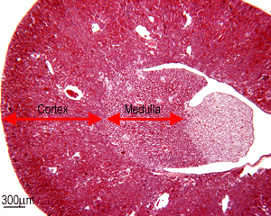 HISTOLOGIA DEL SISTEMA URINARIO Kidney_HE