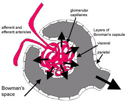 HISTOLOGIA DEL SISTEMA URINARIO Renal_corpus