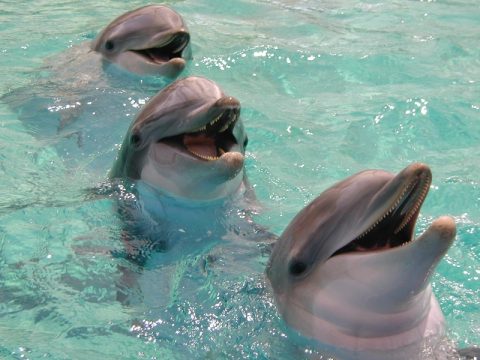 .:.     .:.  Smiling-dolphin-pictures-480