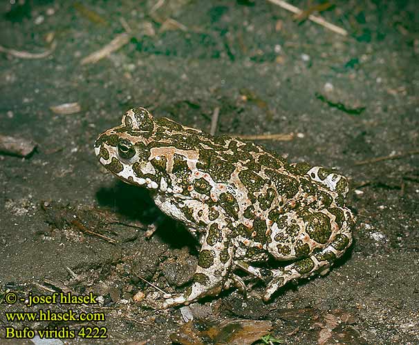    FAUNA      Bufo_viridis_4222