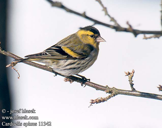 Images de nombres - Page 31 Carduelis_spinus_11342