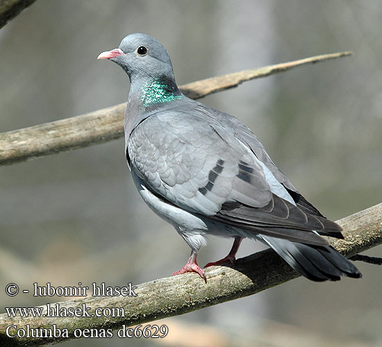 Mavi Bir Pigeon Columba_oenas_dc6629