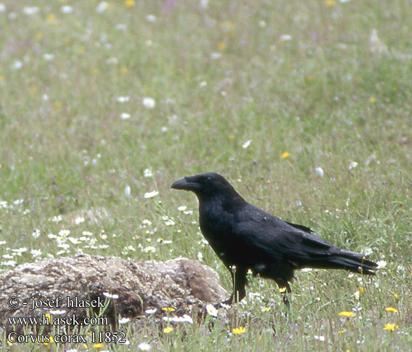 Gavran Corvus_corax_11852