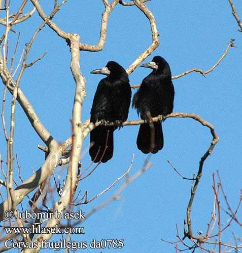 طائر  الغراب Corvus_frugilegus_da0785