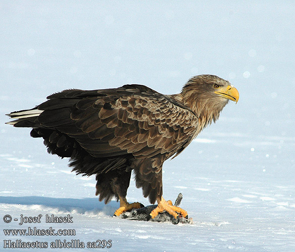   Haliaeetus_albicilla_aa0295