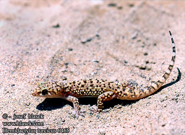 Gecko inconnu 2 Hemidactylus_turcicus_6465