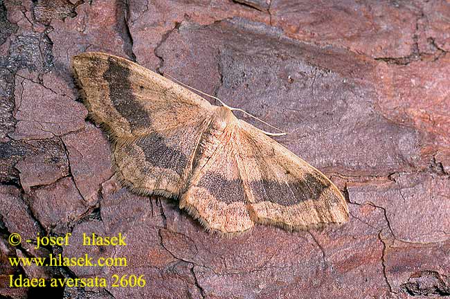 Images de nombres - Page 2 Idaea_aversata_2606