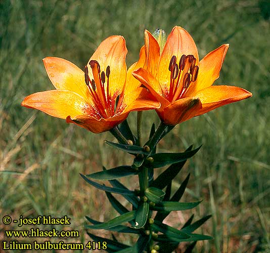  Lilium_bulbuferum_4118