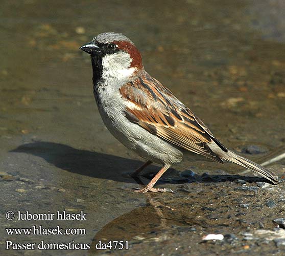 Slike ptica - Josef i Lubomir Hlasek Passer_domesticus_da4751