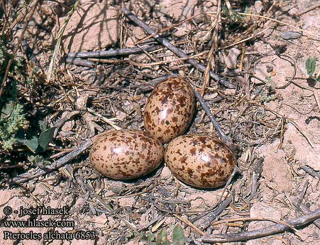 طيور القطا Pterocles_alchata_6853