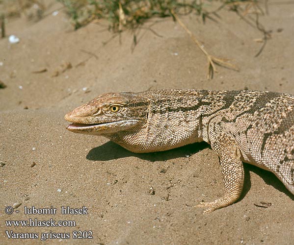    FAUNA      Varanus_griseus_8202