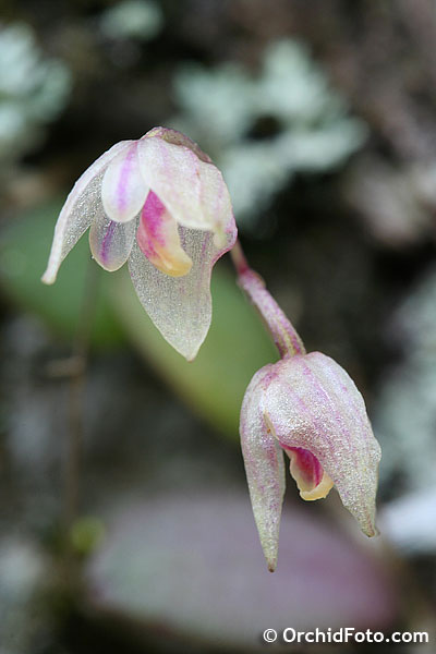 TÌNH YÊU LAN 2 - Page 89 Bulb-hymenanthum1