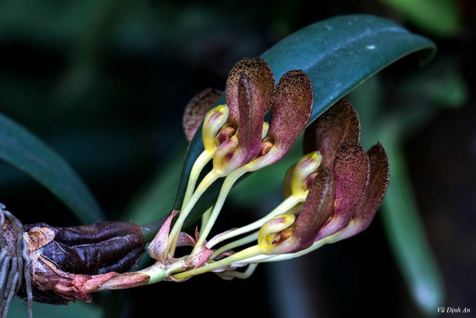 TÌNH YÊU LAN 3 - Page 41 Bulb-spathulatum4