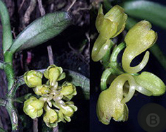 Hoa gieo tứ tuyệt 3 - Page 3 Un-lancifolia1
