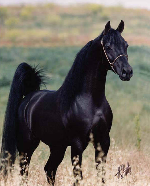 صور لأحصنة  Horse6