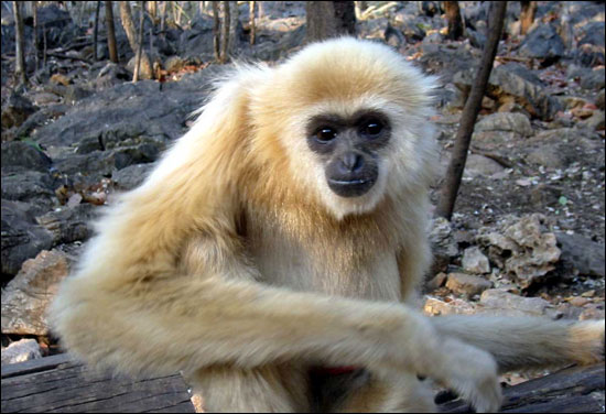 عالم قرود  Monkey3